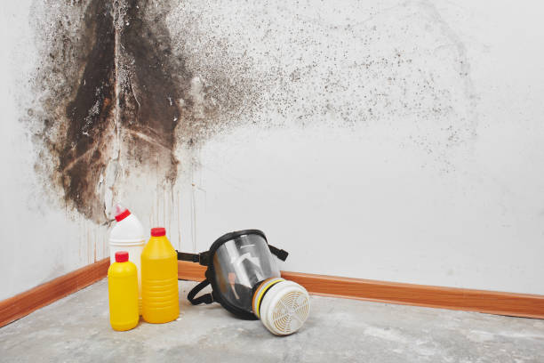 Home Mold Removal in Kenwood Estates, FL