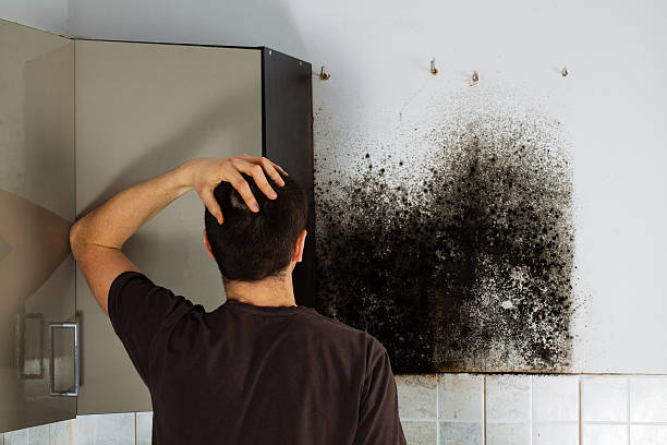 Trusted Kenwood Estates, FL Mold Removal Experts